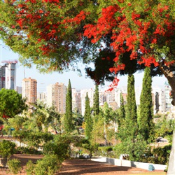 Ontdek de betoverende parken en tuinen van Benidorm: een groene oase in het hart van de stad!